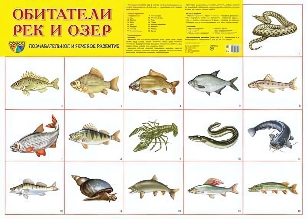 Плакат демонстрационный супер А2 &quot;Обитатели рек и озер&quot; (Сфера)