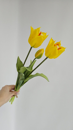 Тюльпаны лилиецветные / Арт 2522