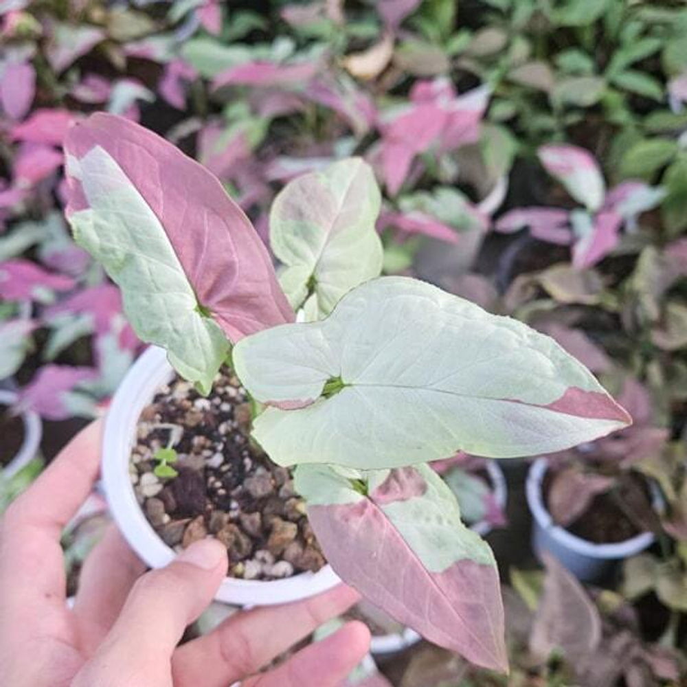 Сингониум RASPBERRY VAR