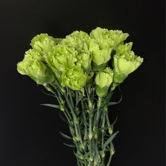 Гвоздика фисташковая, 65 см.