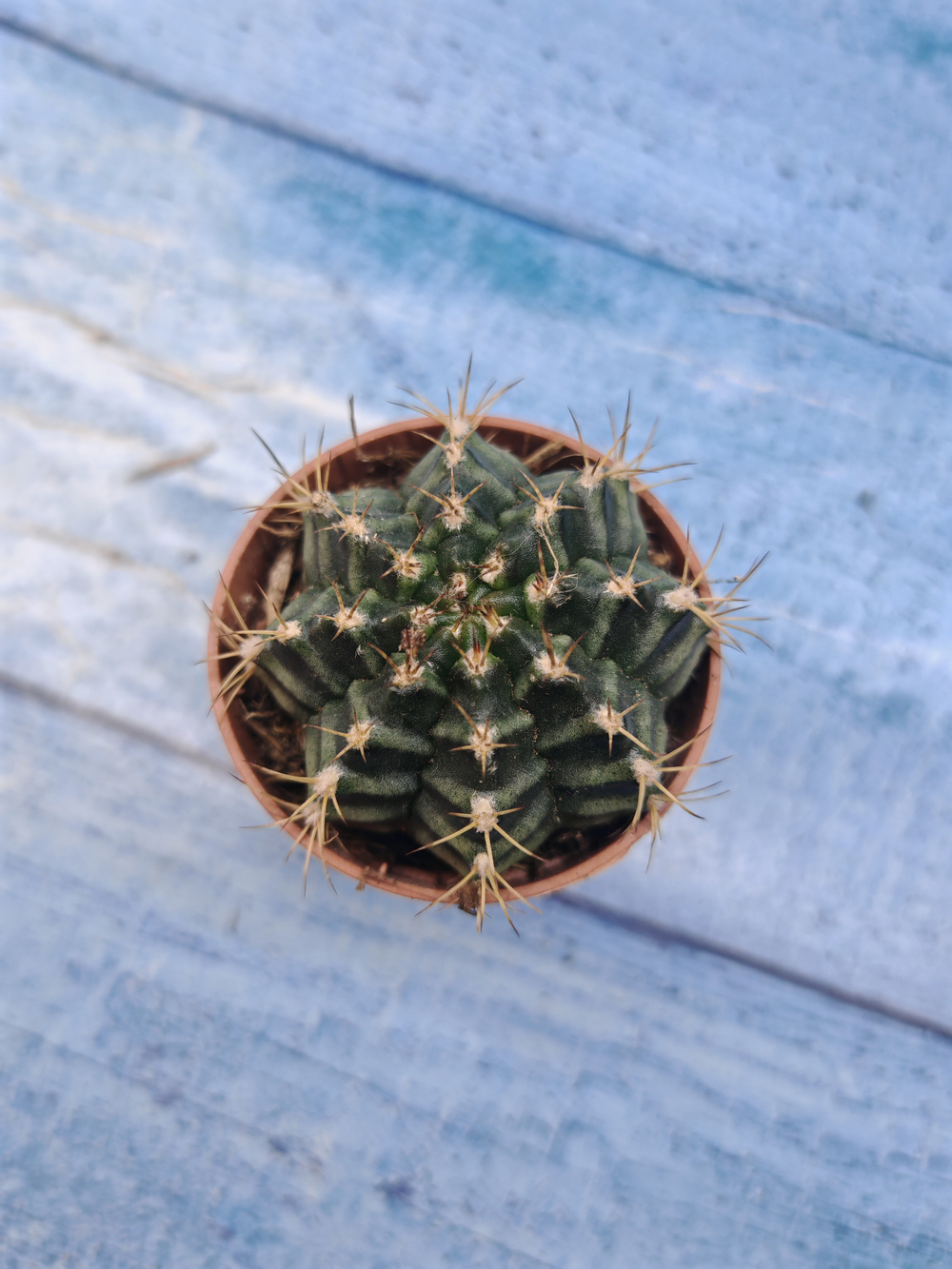 Gymnocalycium Friedrichii (Гимнокалициум)