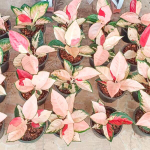 Аглаонема SUKSOM JAIPONG PEACH MUTATION / TRICOLOR