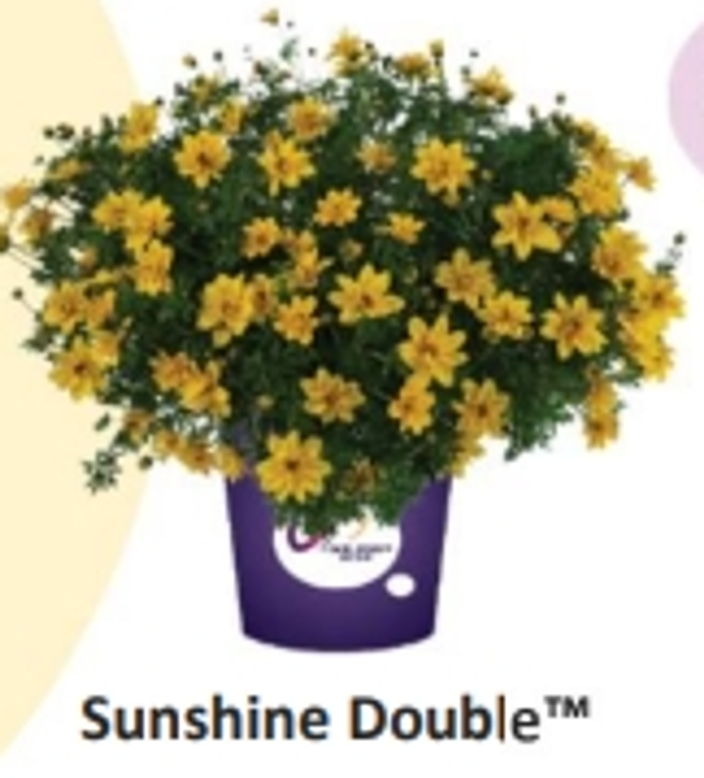 ЕВРО Биденс Sunshine Double укорененный ЕВРО черенок НАЧАЛО ЯНВАРЯ поставка 5
