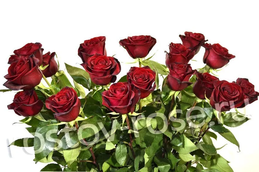 Букет 25 красных роз (Эквадор)