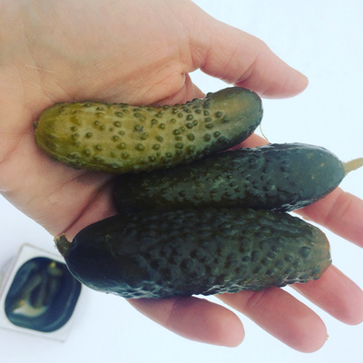 Огурцы солёные бочковые