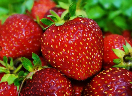 Клубника Витязь рассада меристема