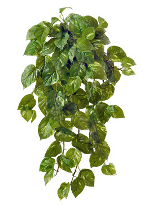 Потос крупнолистный ампельный большой