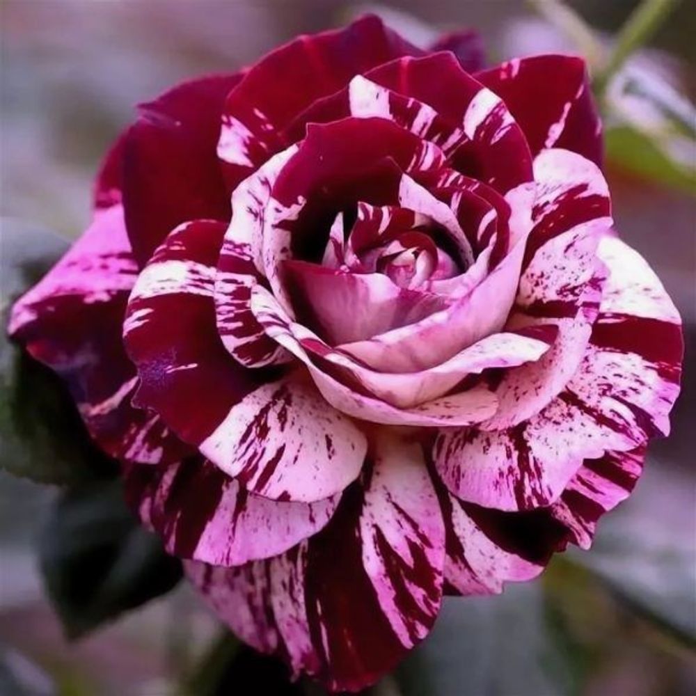 Роза чайно-гибридная Нью Имэджин С6
