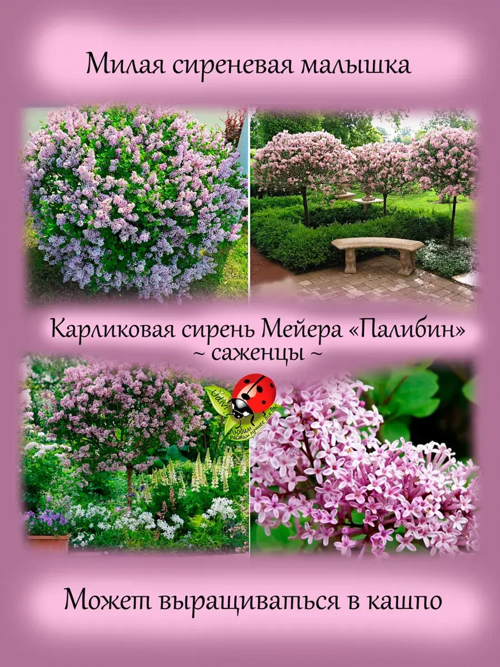 Карликовая сирень Мейера Палибин.