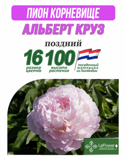 Пион Корневище, Альберт Круз, 3+ почек,Нидерланды