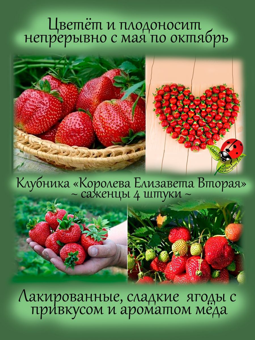 Клубника Королева Елизавета 2 ремонтантная