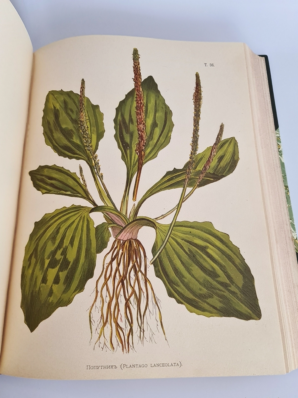 "Иллюстрированная классификация главнейших сортов луговых трав с кратким описанием каждой травы в отдельности". А.Ю.Лашкарев. 1898г. - редкая книга