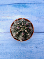 Gymnocalycium Friedrichii (Гимнокалициум)