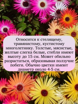 Семена Мезембриантемум Арлекин 2 гр