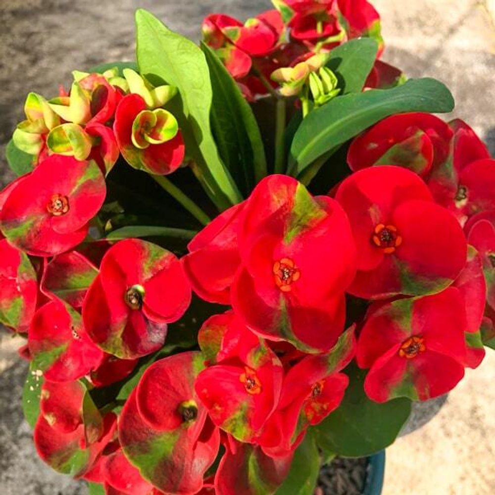 Эуфорбия Миля MAHA SEDTHEE