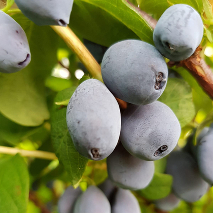 Весна 2026 год Жимолость Томи