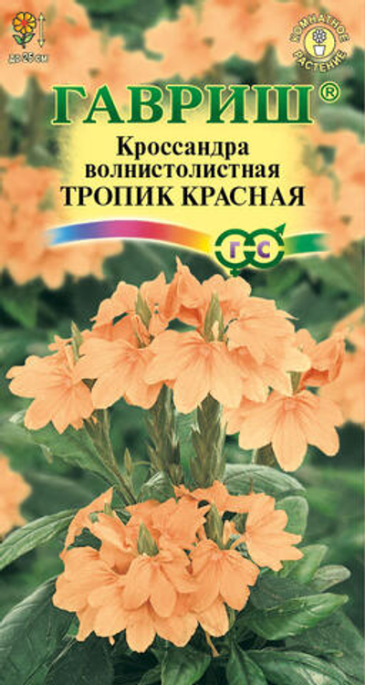 Кроссандра Тропик красная К/Ц 3шт (Гавриш) - комнатное растние