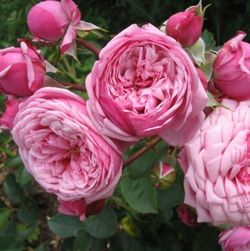 Дьюранс Ансьон Роза (Durance Ancian Rosa)