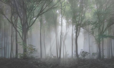 Фреска Applico, коллекция Natura