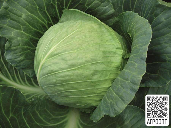 Тиара F1 семена капусты белокочанной (Bejo  Бейо) – фото 2