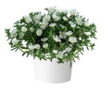 3787 Делосперма SANDGEM WHITE (ВЕСНА 2025)