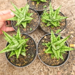 Сансевиерия TESYA