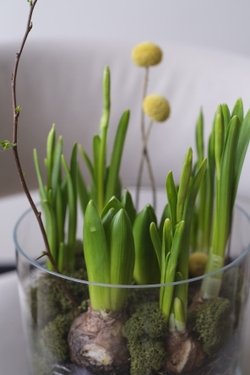 Нарциссы и гиацинты в луковицах в стеклянной вазе