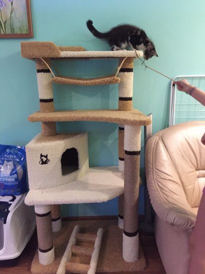 Домик для кошки И-88 (мейн-кун)