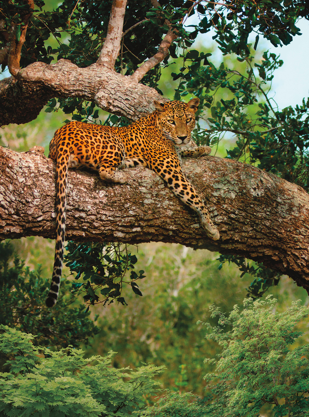 Коллекция Животные