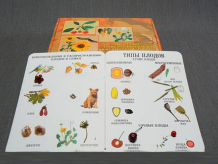 Коллекция "Семена и плоды"