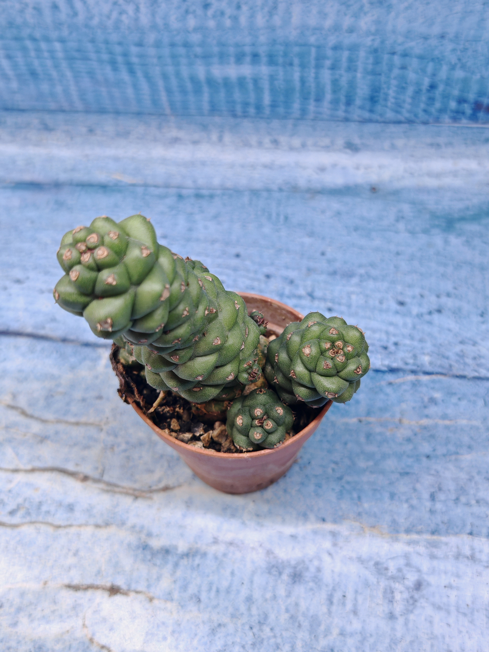 Monadenium Ritchiei (Монадениум)