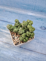 Euphorbia Green Elf cristata (Эуфорбия)