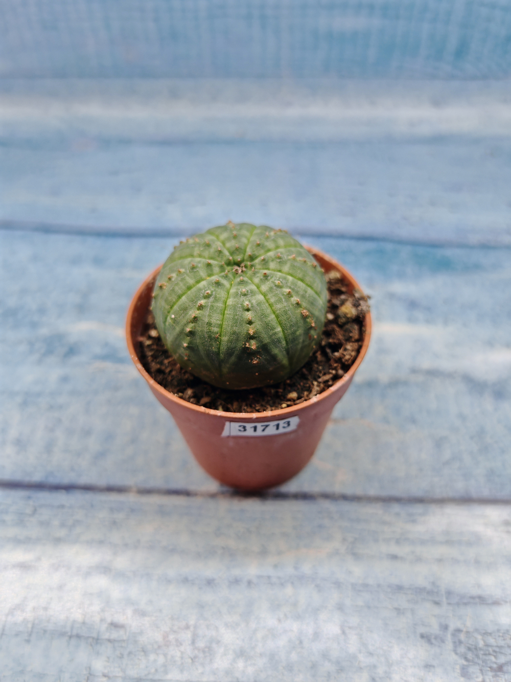 Euphoria Obesa (Эуфорбия)