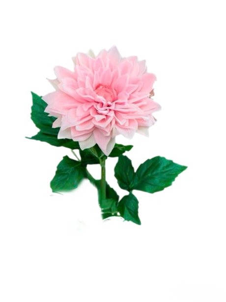 Пионовидный георгин - Розовый