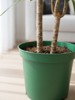 Драцена Маргината д.21