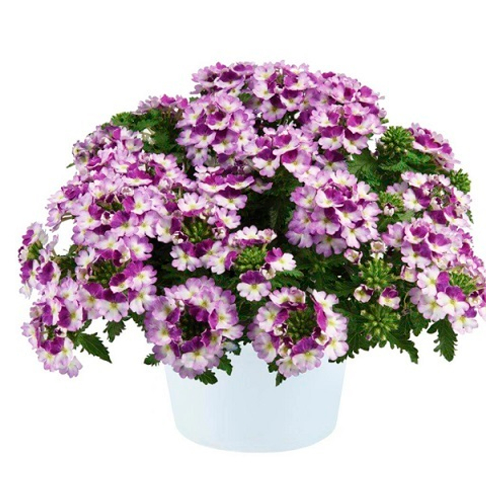 Вербена ампельная Vanessa Bicolor Purple р9 1шт