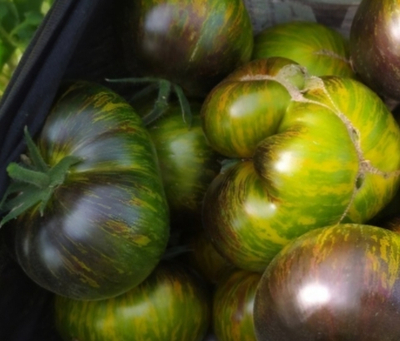 БОГИНЯ КСЕНАДУ