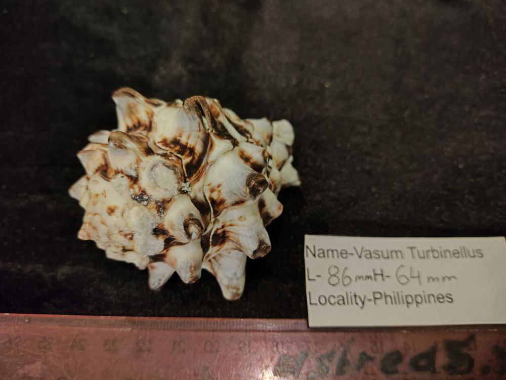 Вазум Турбинеллус "60-75-90мм"