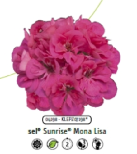 Пеларгония зональная Mona Lisa ЕВРО укорененный черенок ОКС