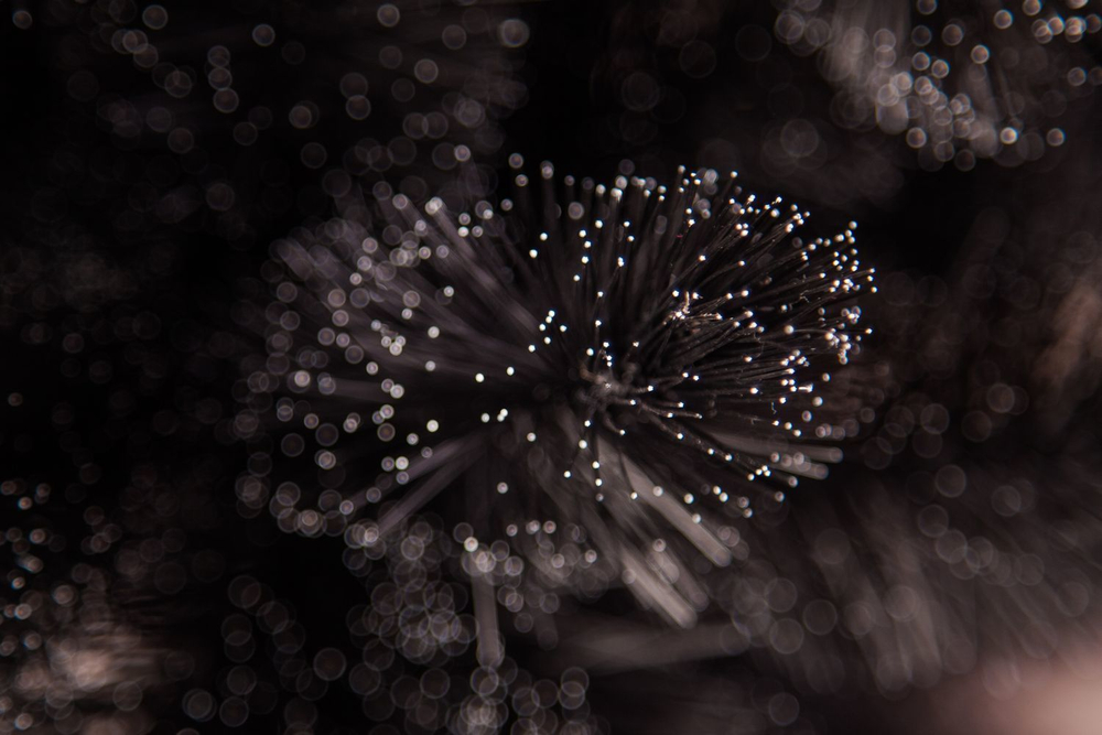 Пихта Прелестная 155см черная Triumph Tree