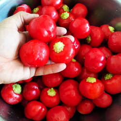 Перец Черри Сладкий — Sweet Cherry Peppers