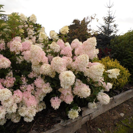 Гортензия метельчатая Phantom