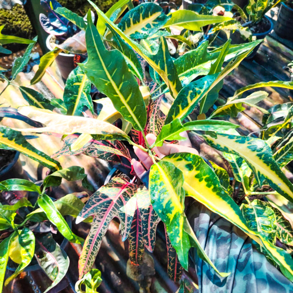 Кротон VITSANU THEP