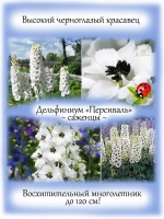 Дельфиниум Персиваль белый Percival