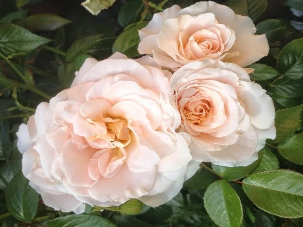 Pride and Prejudice (Прайд енд Преджудис)