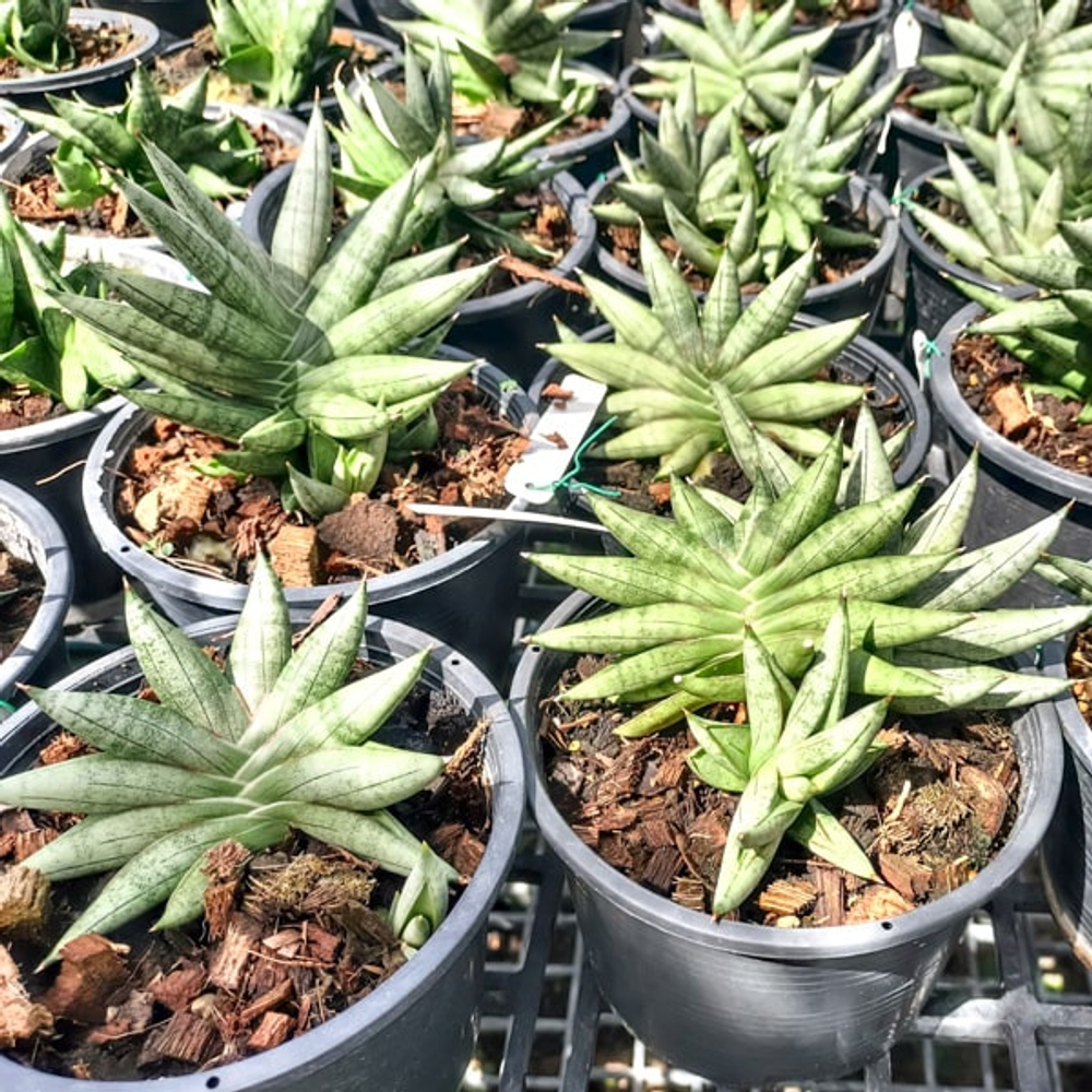 Сансевиерия NILIN