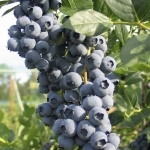 Голубика Сиерра (Vaccinium corymbosum, Sierra)