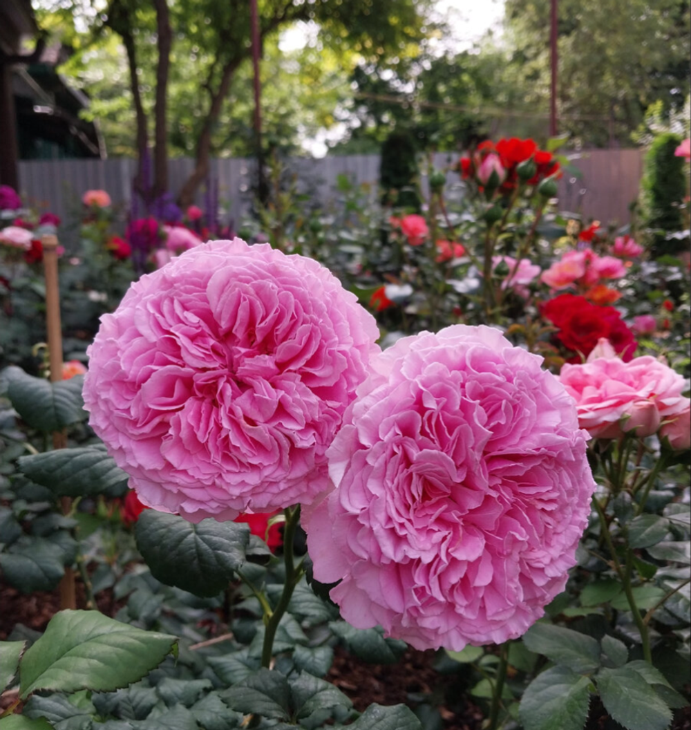 Николя Бриансон (Nicolas Briançon)