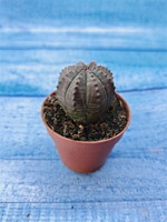 Euphorbia Obesa (Эуфорбия)