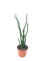 Сансевиерия цилиндр коса